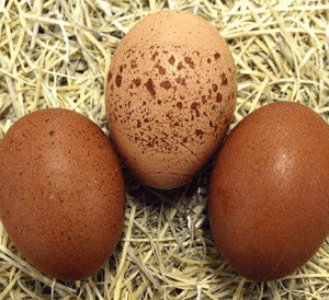Welsummer eggs