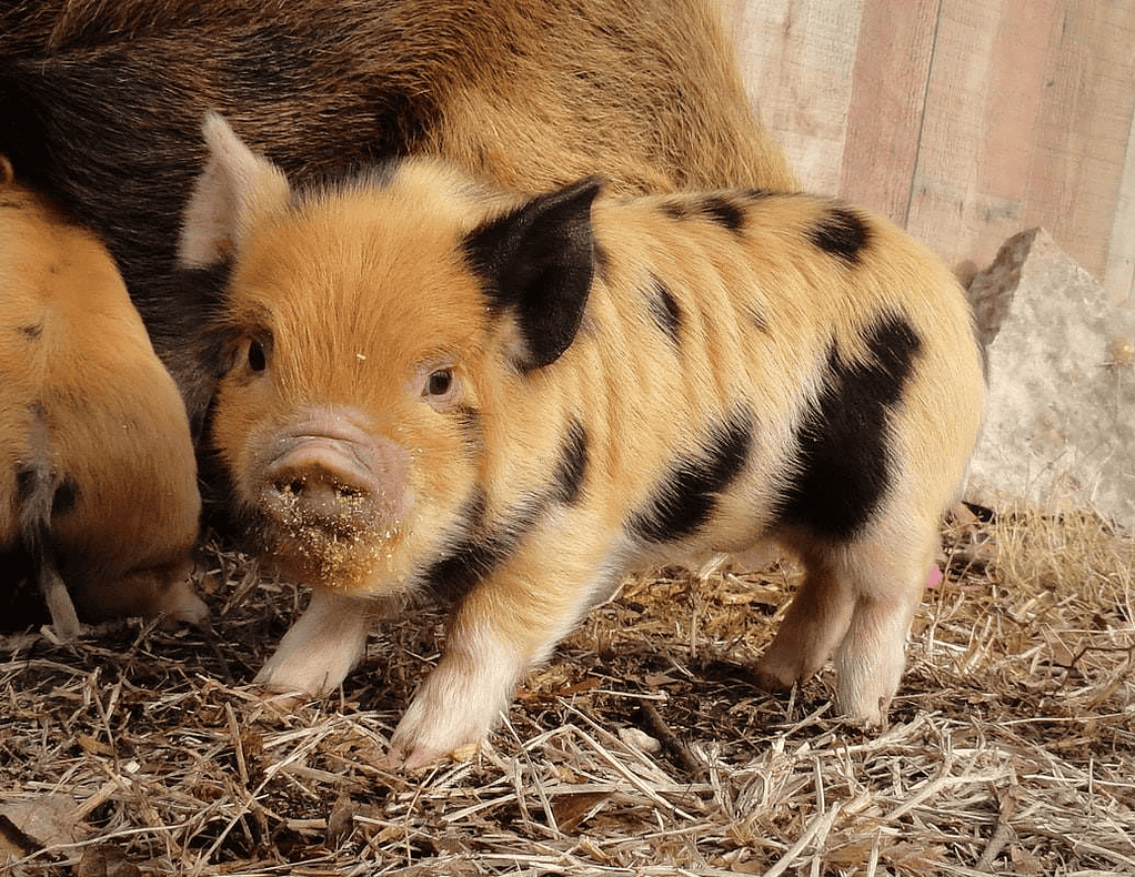 kunekune piglet