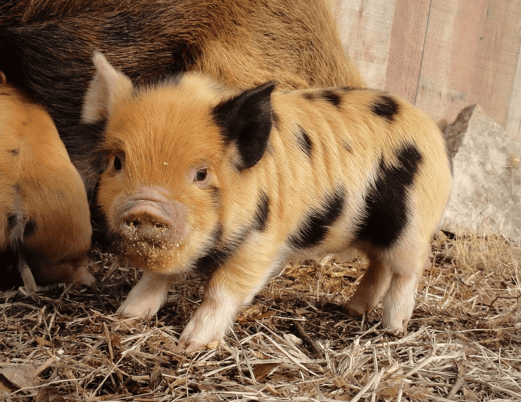 Kunekune Pigs ~ Raising Kunekunes On The Homestead - Rural Living Today