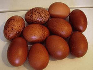 Welsummer chicken eggs