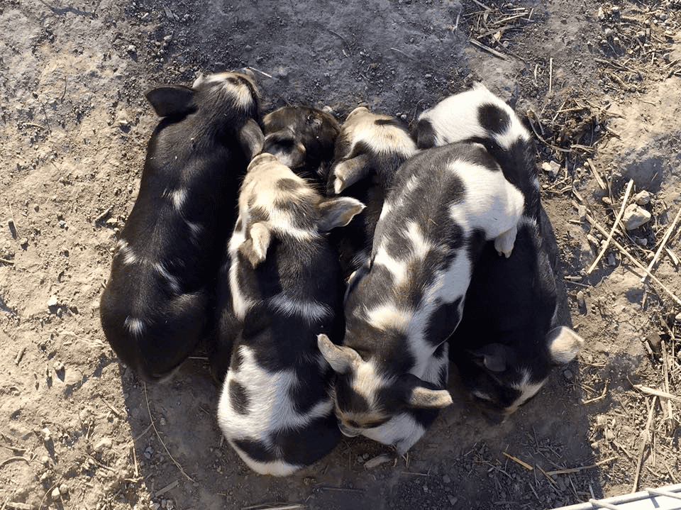 kune kune piglets