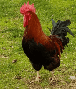 Welsummer cock