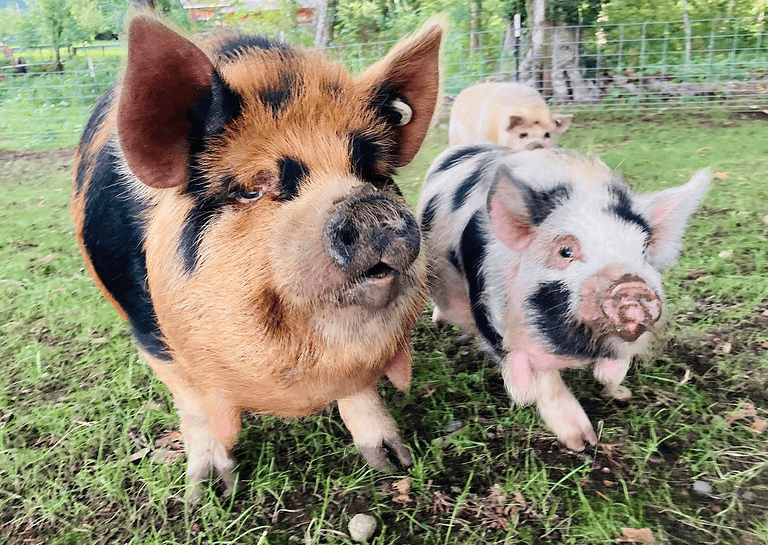 Kunekune Pigs ~ Raising Kunekunes On The Homestead - Rural Living Today