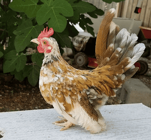 Kikiriki rooster