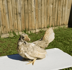 Kikiriki chicken pullet