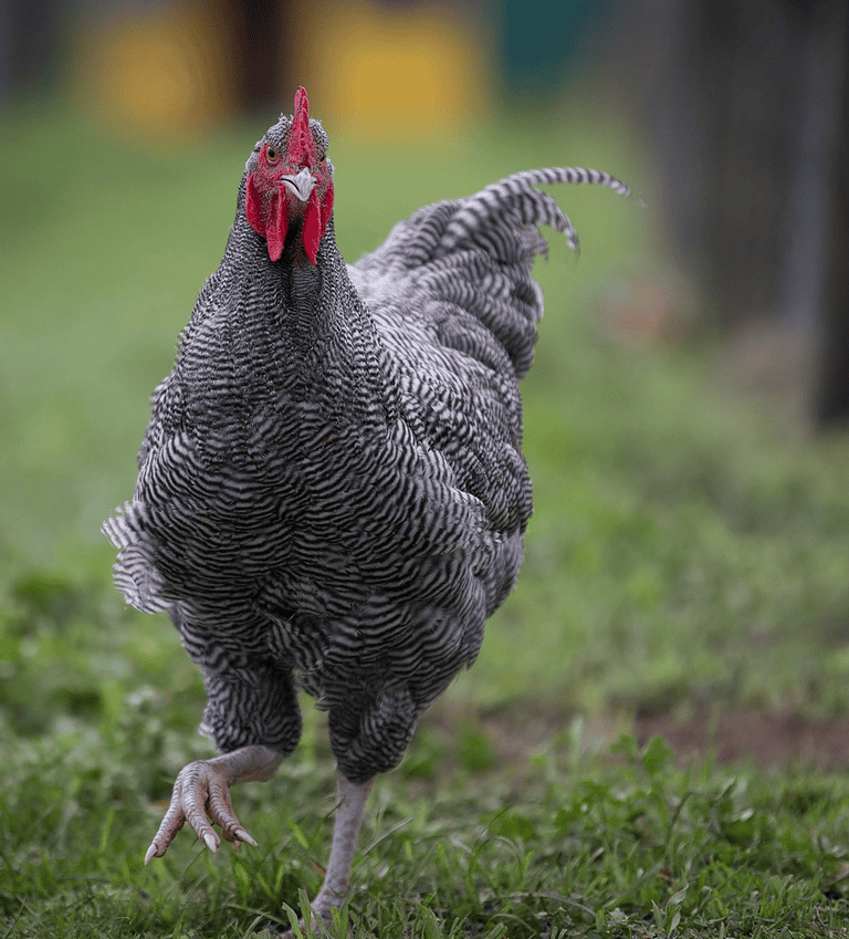 Plymouth Rock Chicken Barred Rocks & Types Easy to Raise