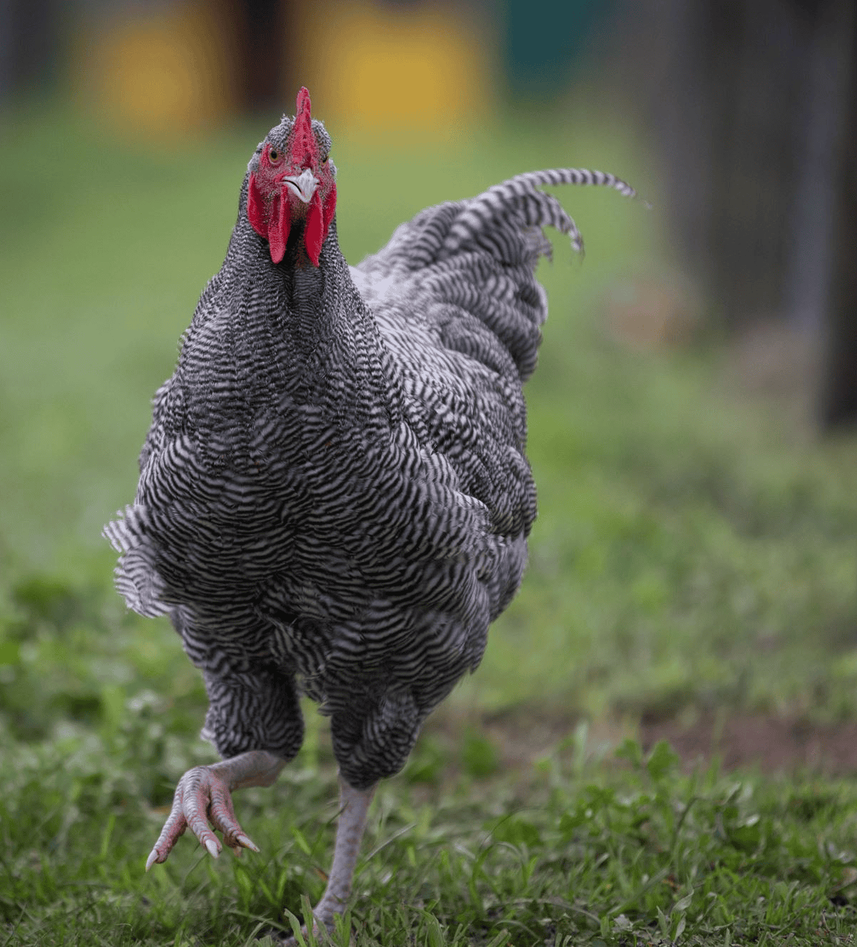 Plymouth Rock Chicken Barred Rocks & Types Easy to Raise