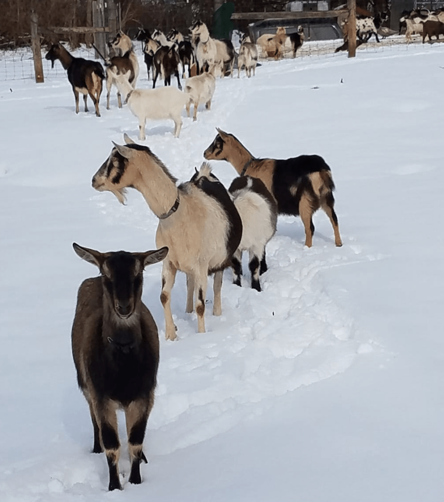 Alpine goat colors