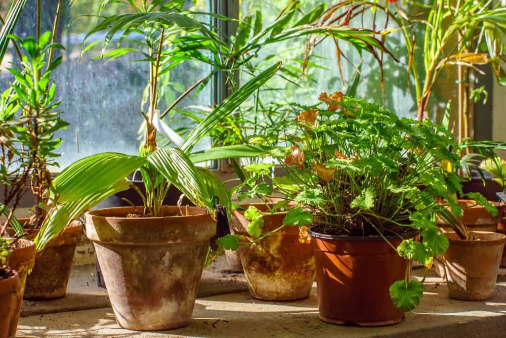 indoor greenhouse