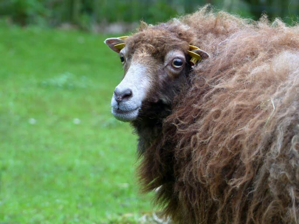 name ideas for brown sheep
