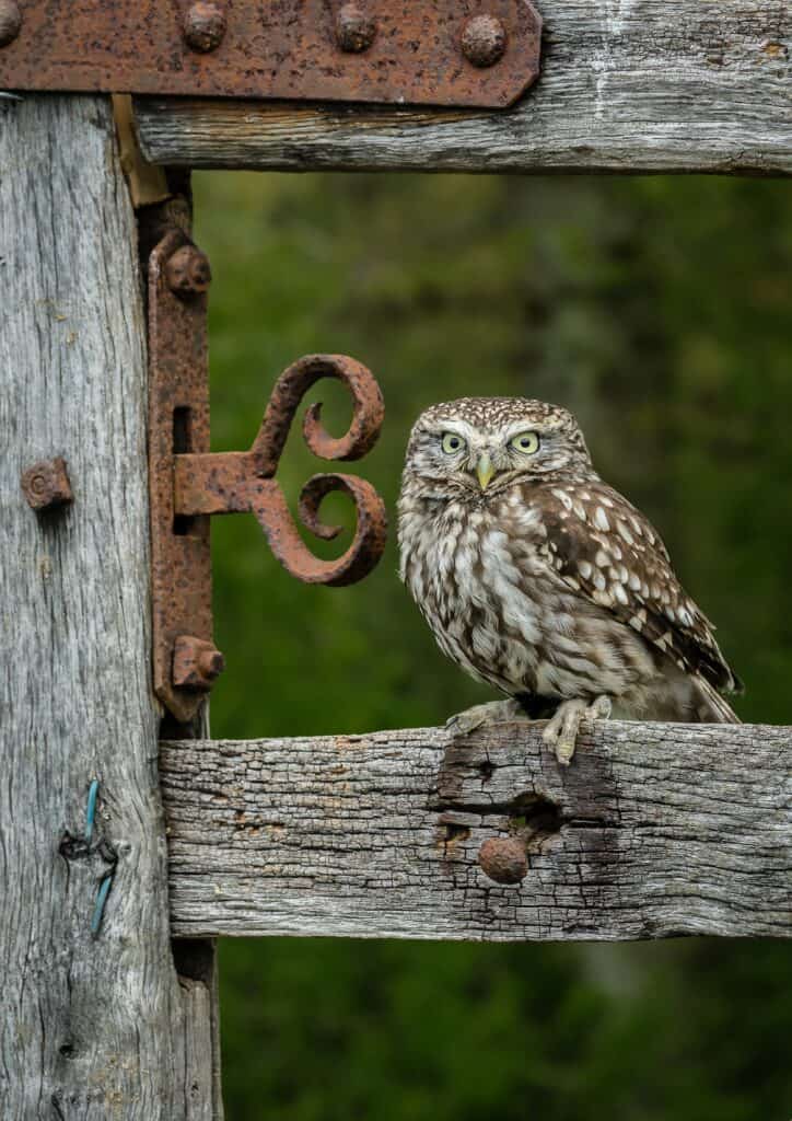 owl on gate