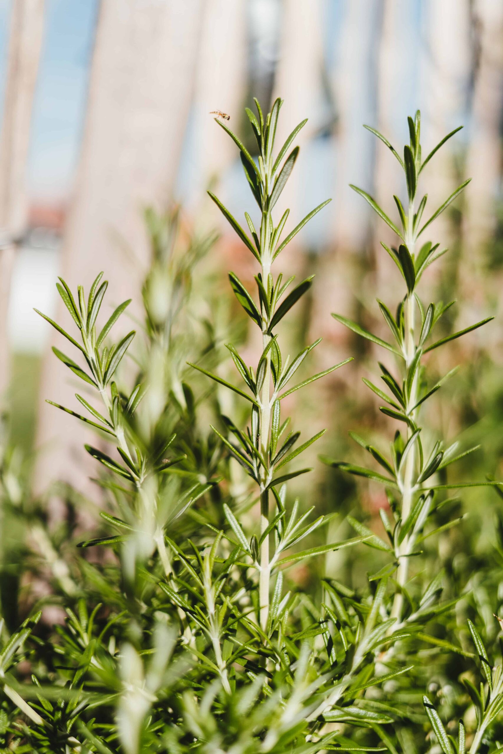 rosemary companion plants