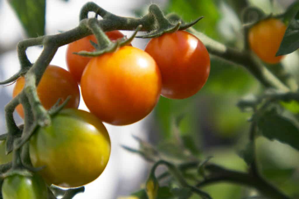 can chickens eat cherry tomatoes
