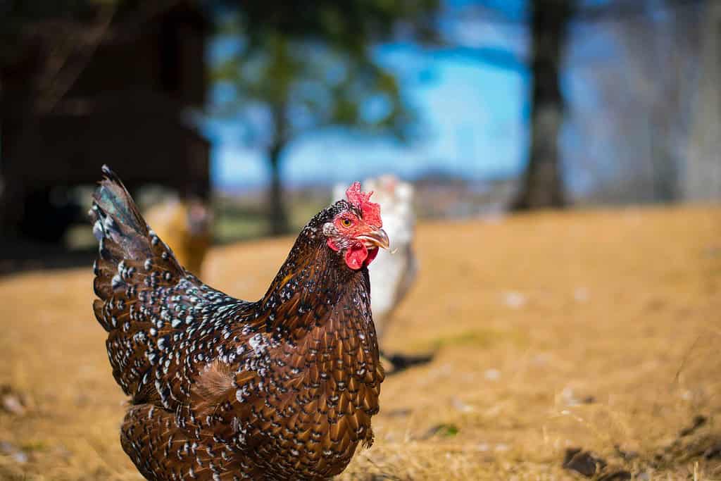 Speckled Sussex hen