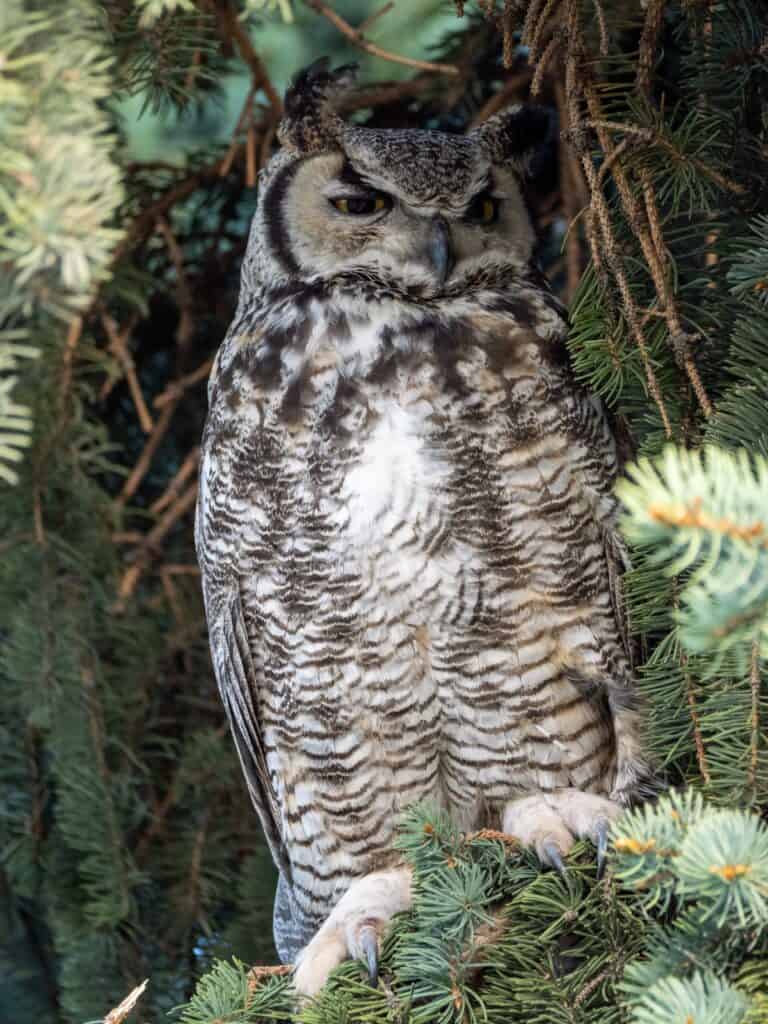 How to attract Great Horned owl