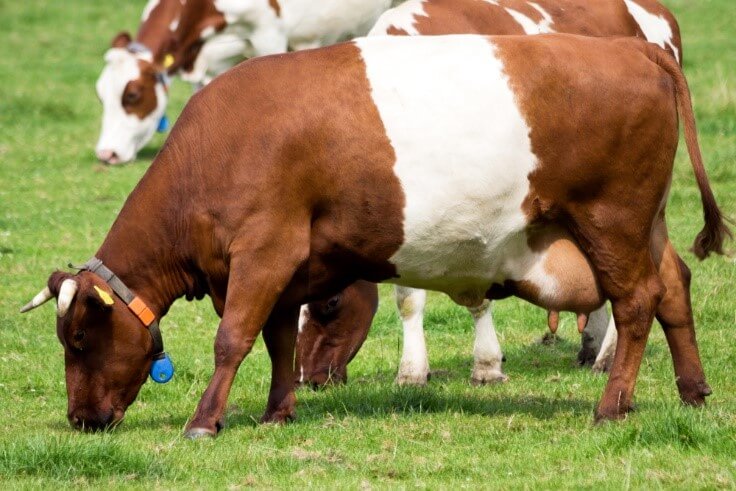 lakenvelder cattle during pature