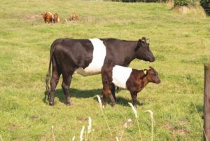 Lakenvelder Cattle ~ Everything You Need to Know