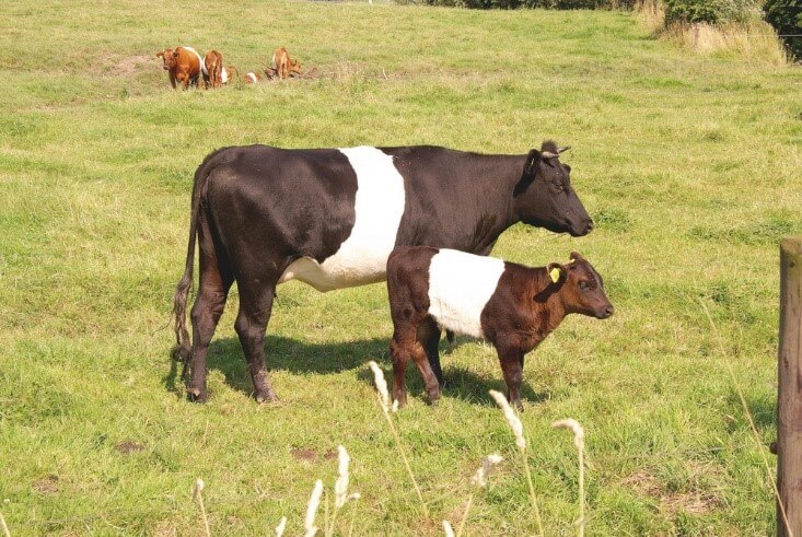 lakenvelder cattle with calf