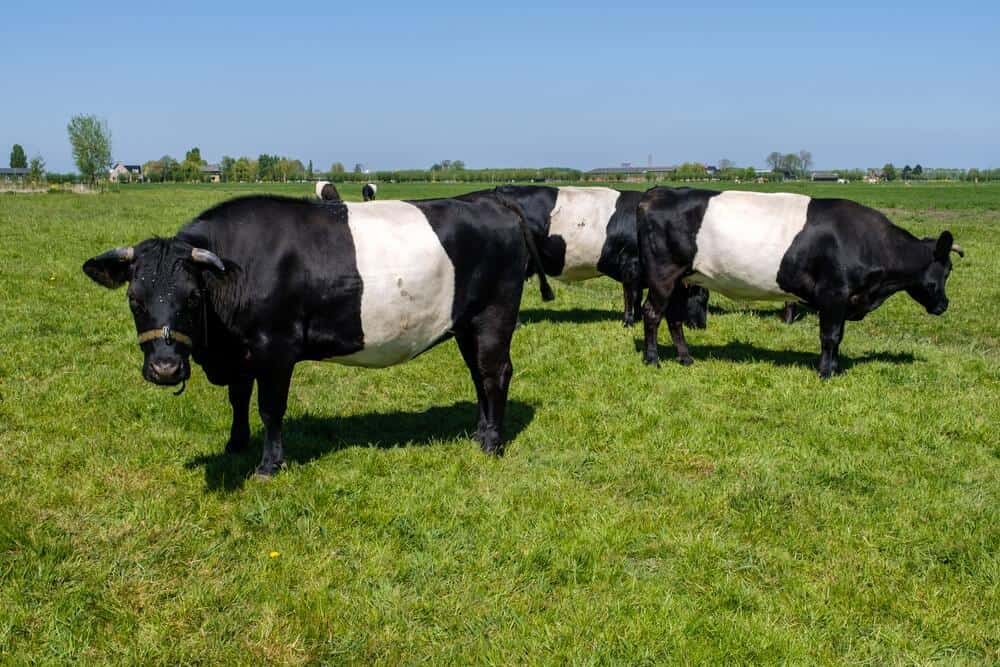 lakenvelder cattle