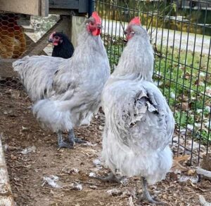 lavender chicken