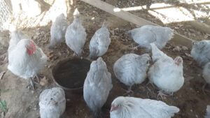 lavender orprington pullets