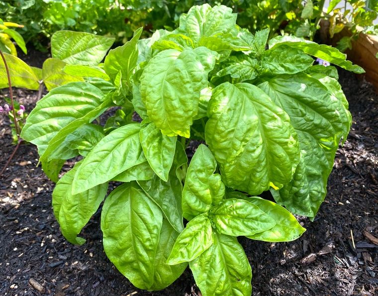 lettuce basil