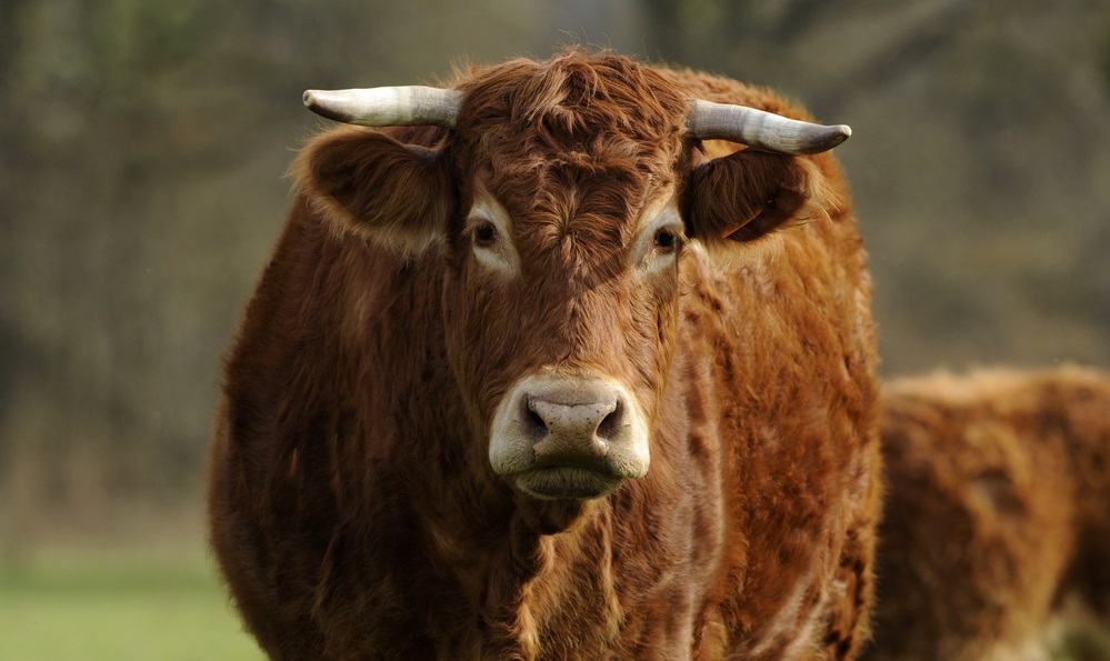 Why Limousin Cattle Are Ideal For Beef | Rural Living Today