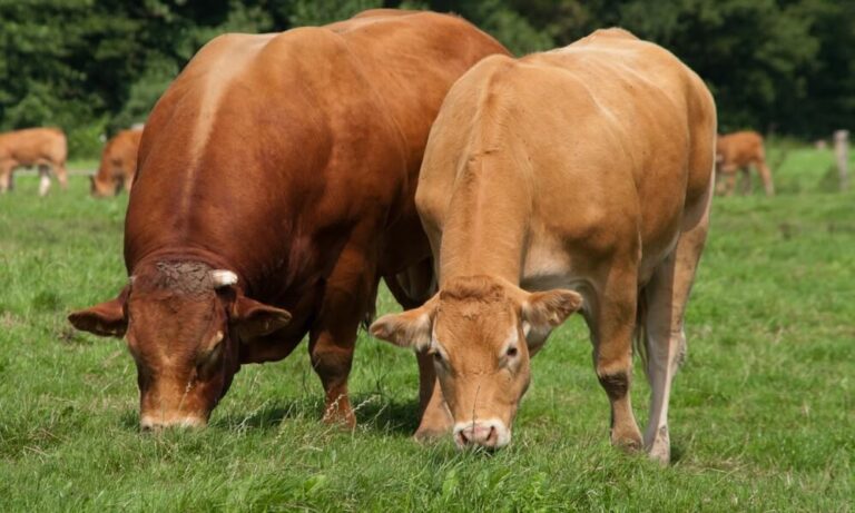 Why Limousin Cattle Are Ideal For Beef | Rural Living Today