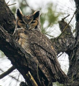 Great horned owl