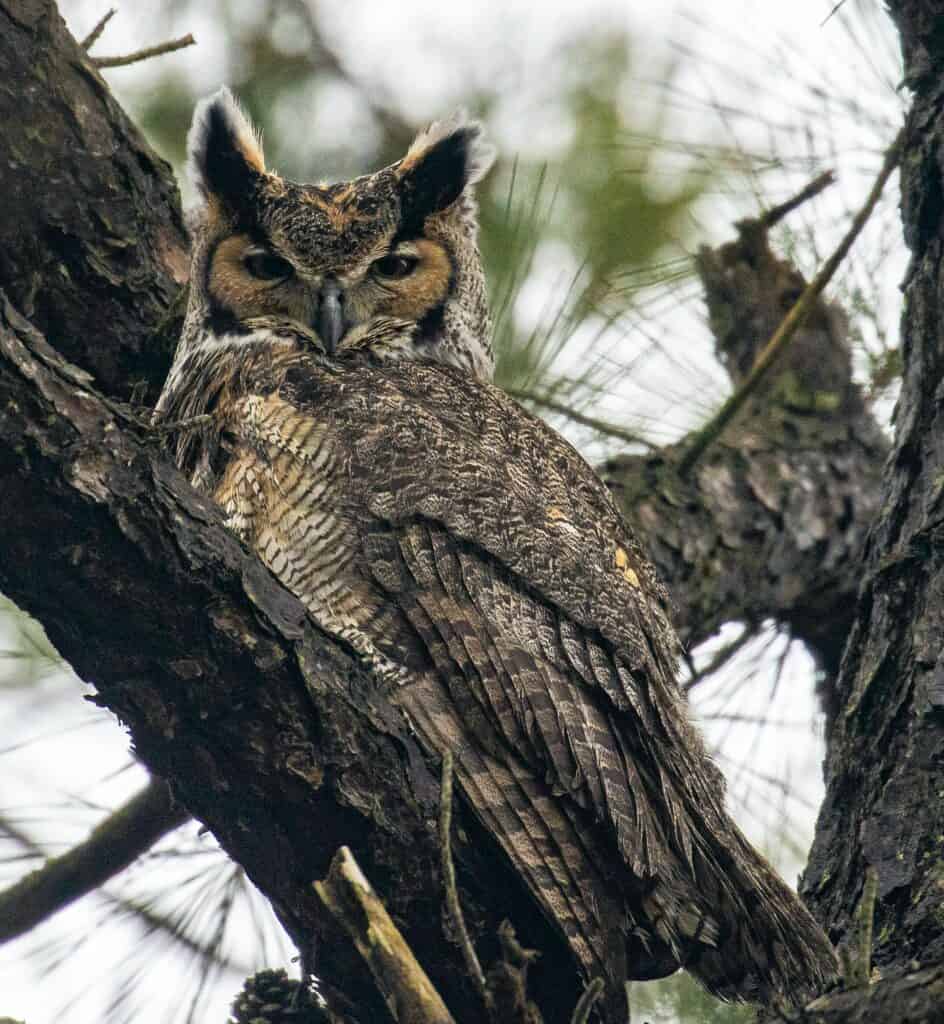 Whooo is That? 16 Types of Owls Found in North America - Rural Living Today