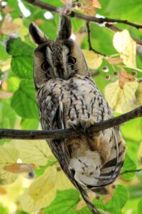 Long Eared owl