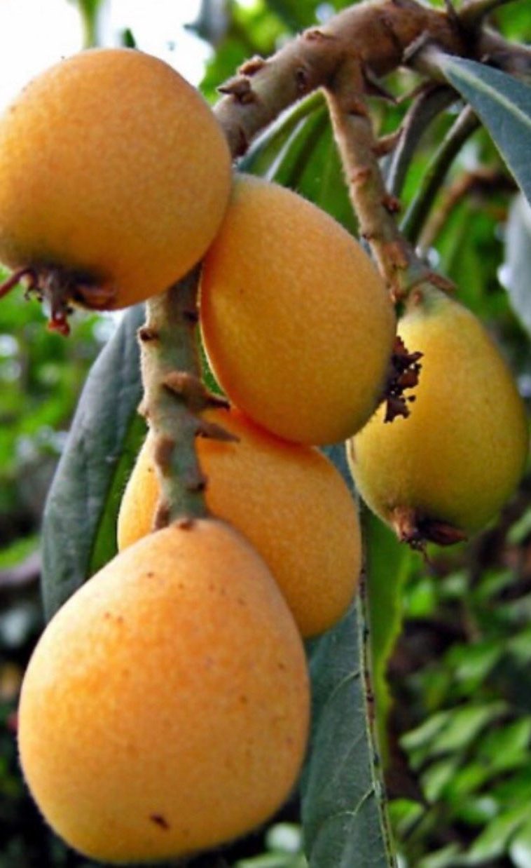 Loquat Tree Grow Loquats At Home For Bountiful Harvest 5032