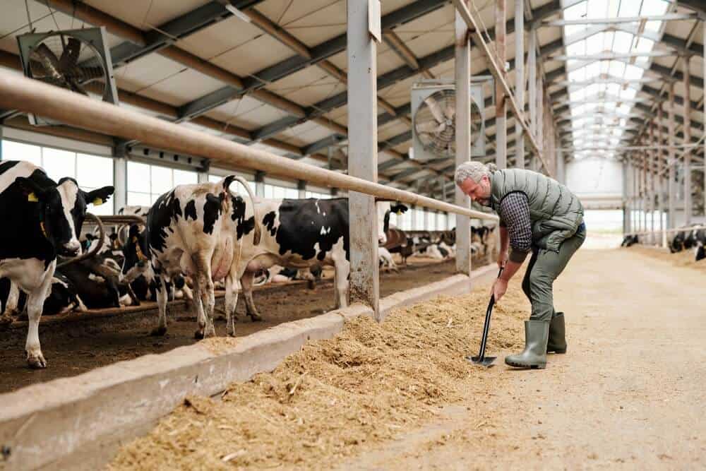 male owner of animal farm preparing livestock feed for cows while standing by paddock with cattle against long aisle