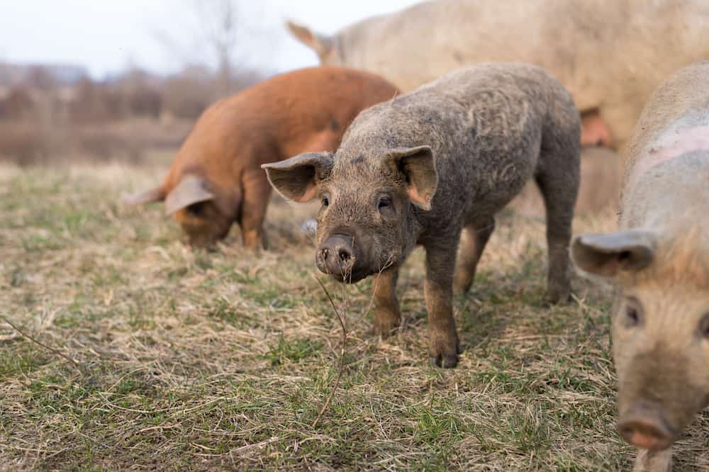 mangalitsa pig