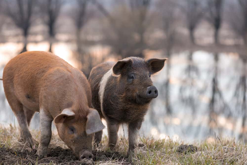 mangalitsa pigs