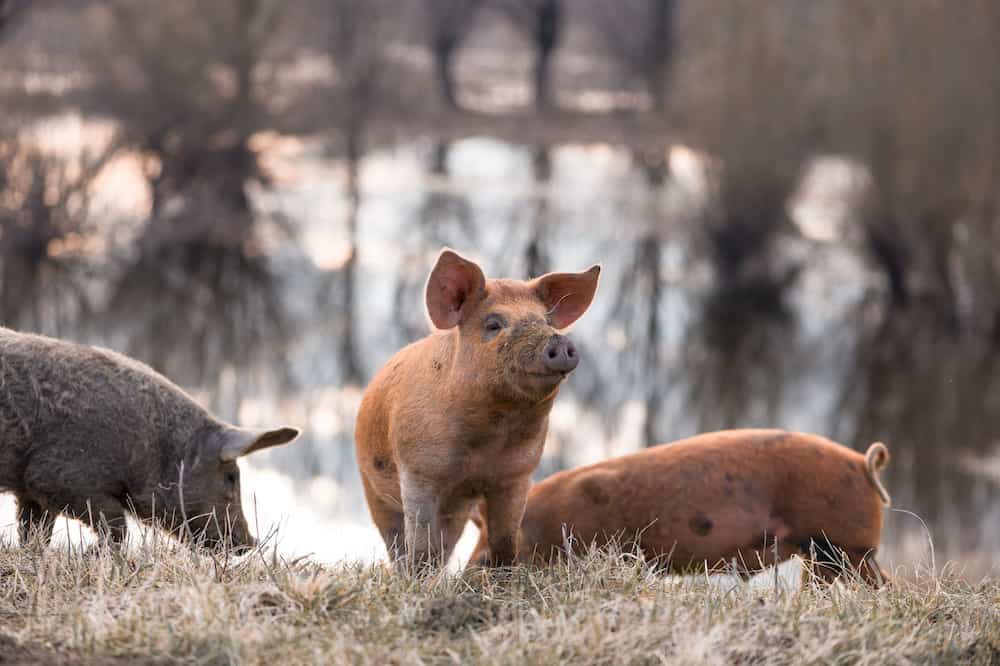 mangalitsa hogs different colors