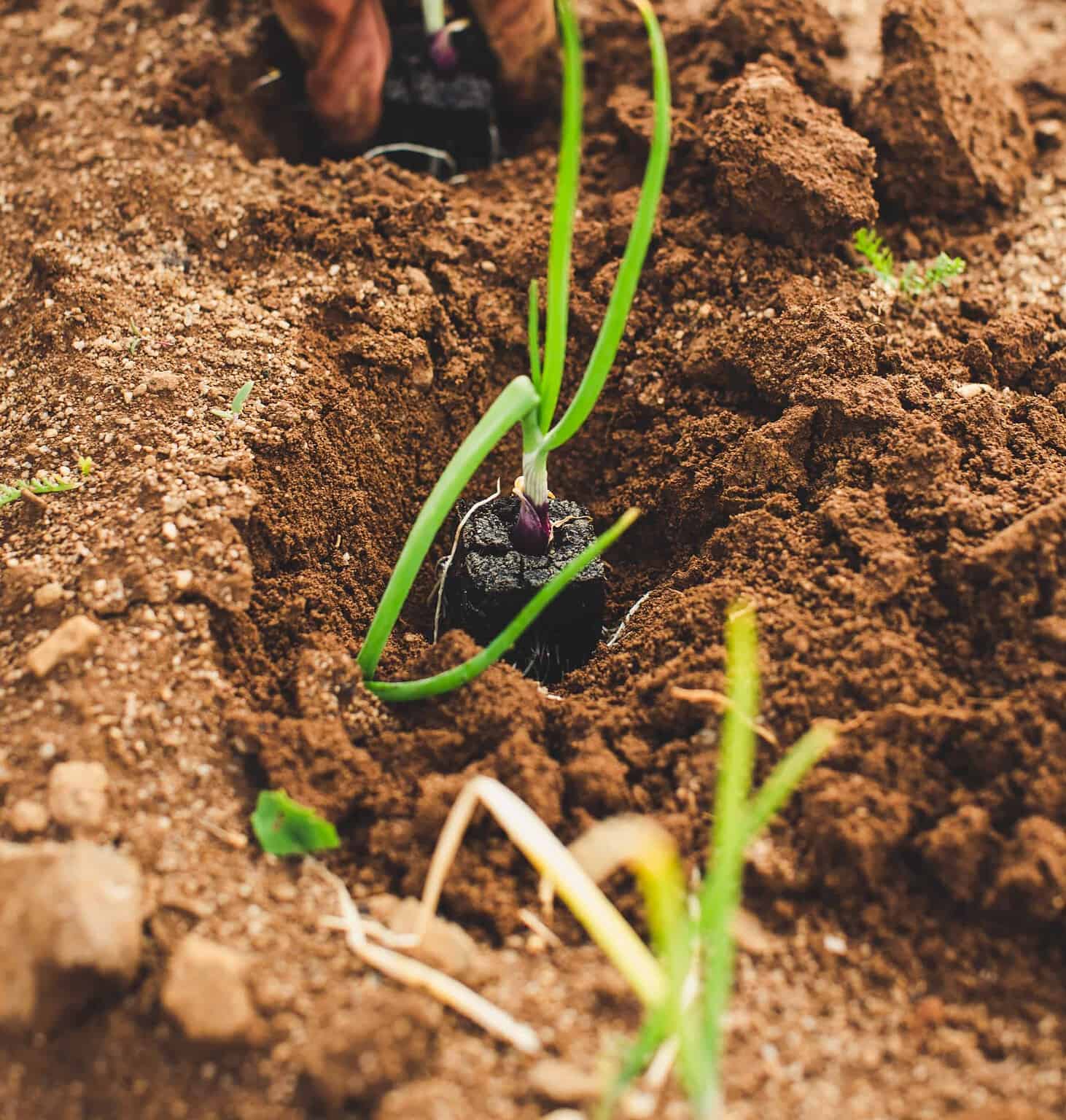 Ground vs Raised Beds vs Pots Pros and Cons of Each Rural Living Today