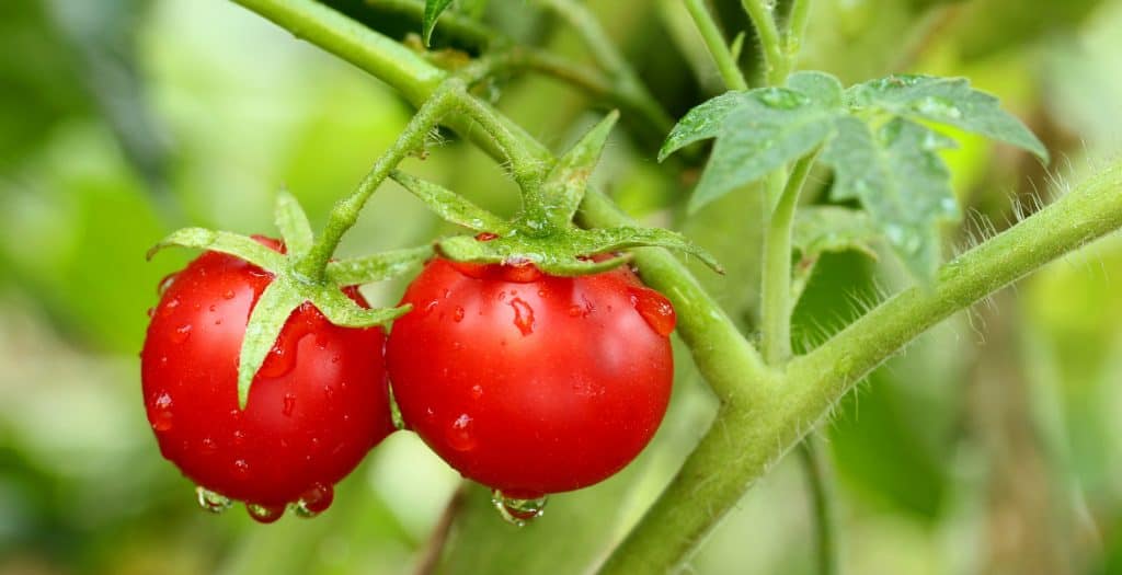 growing tomatoes