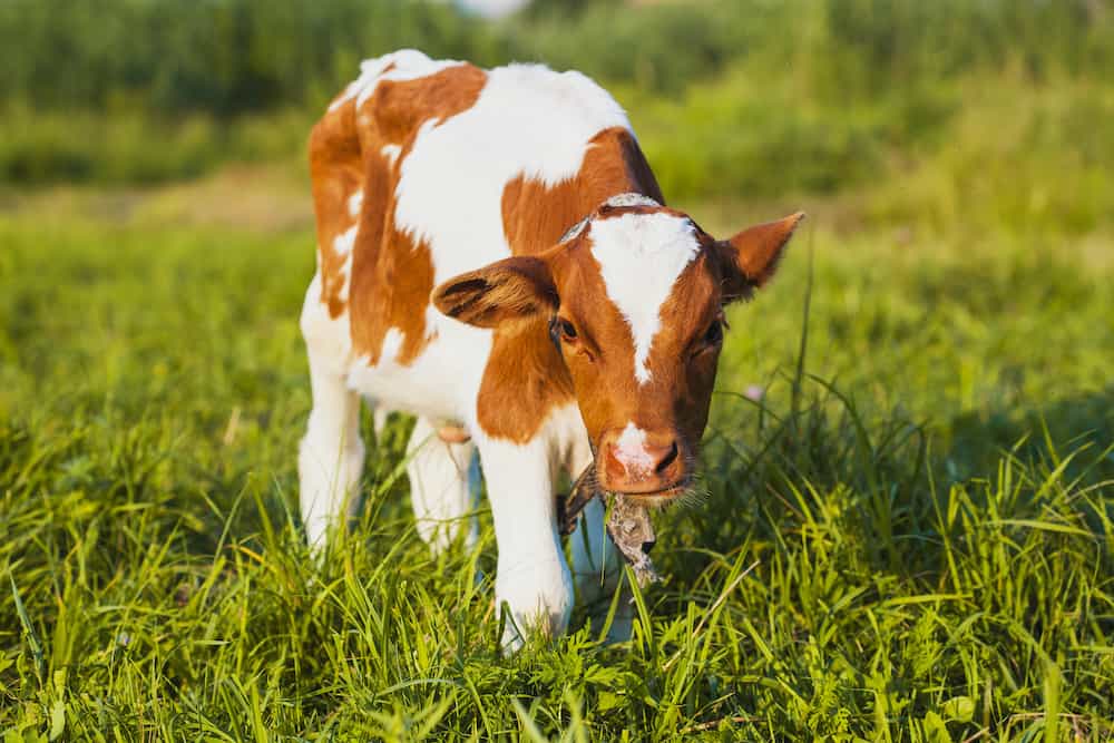 mini milking cows