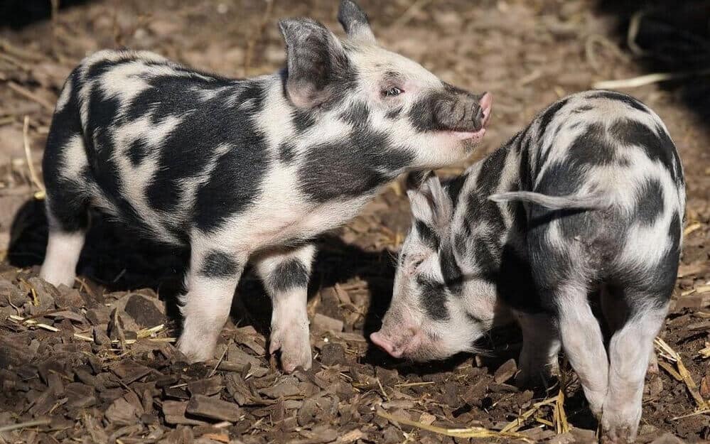 mini pigs