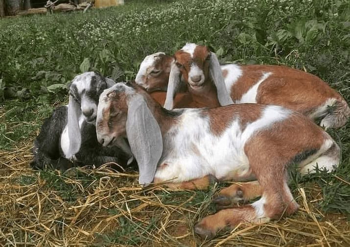 nubian goats