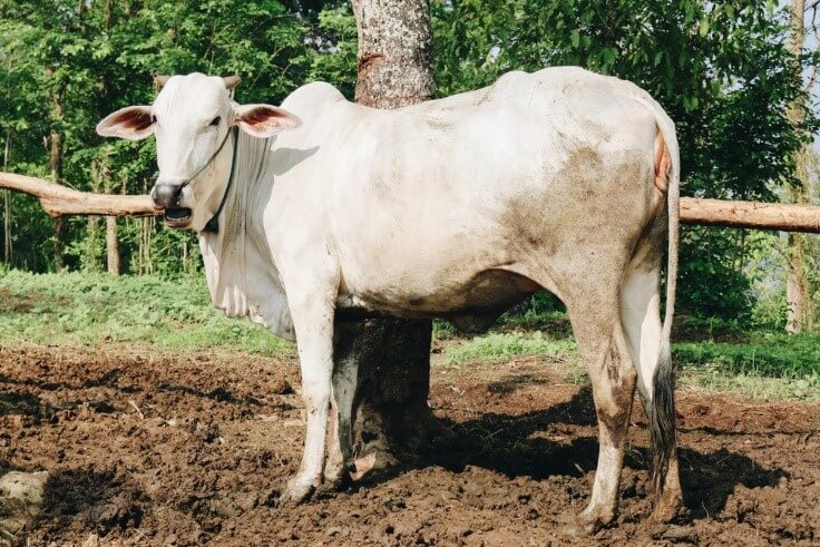 ongole cattle tied outside