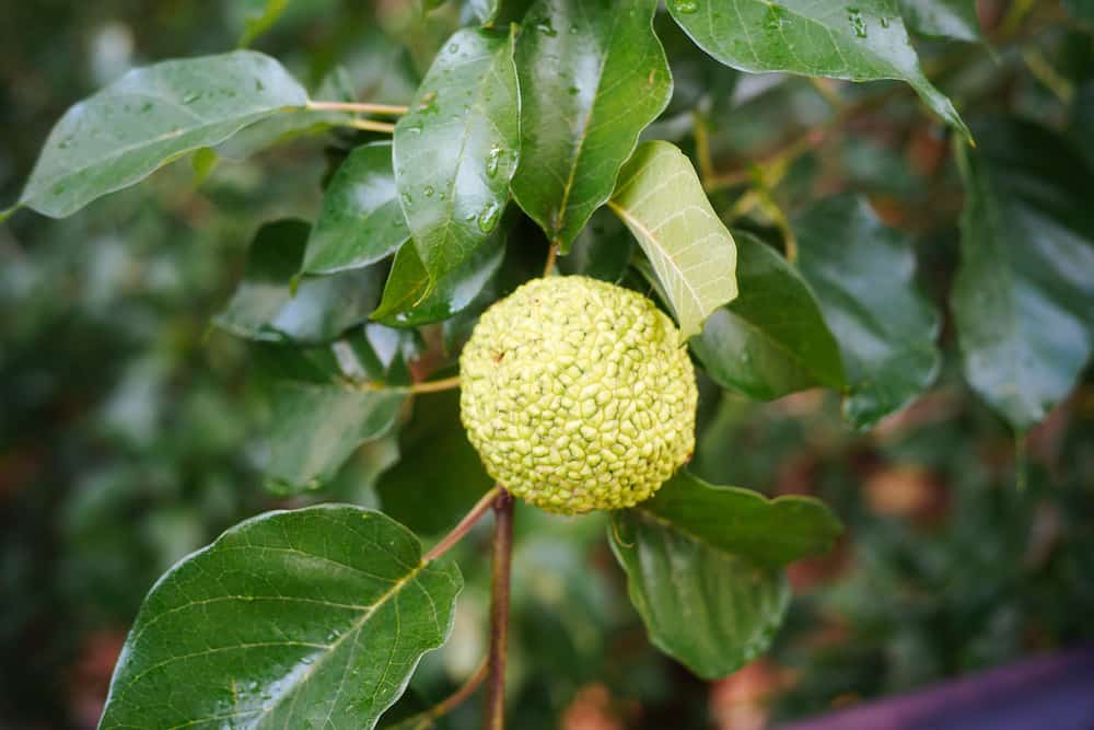 osage orange on tree