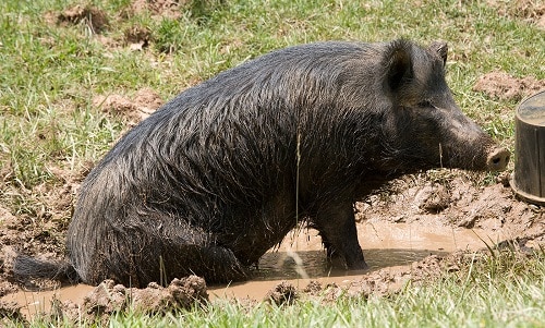 ossabaw island pig in mud
