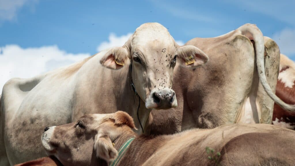 managing flies on cows