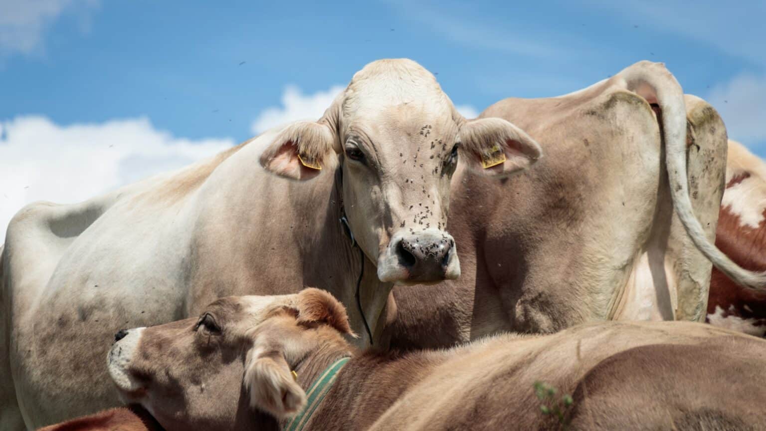 Fly Control for Cattle 4 Methods for Your Situation