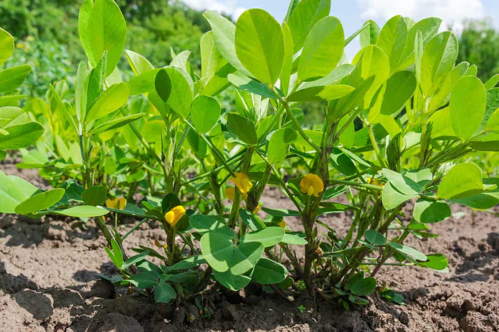 Peanut plant growing Idea