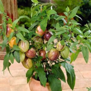 pepino melon in pot