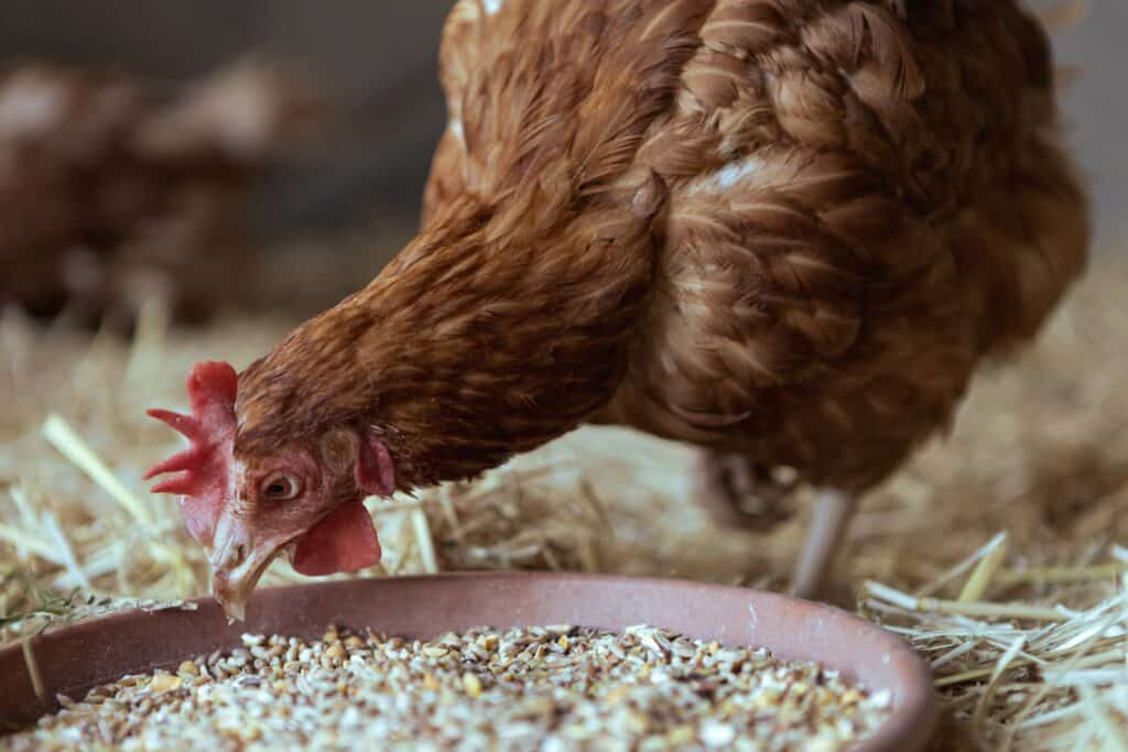 what to feed laying hens