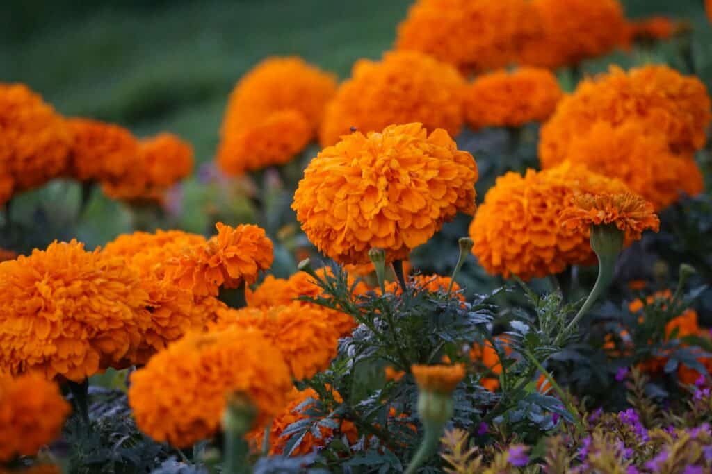 marigolds